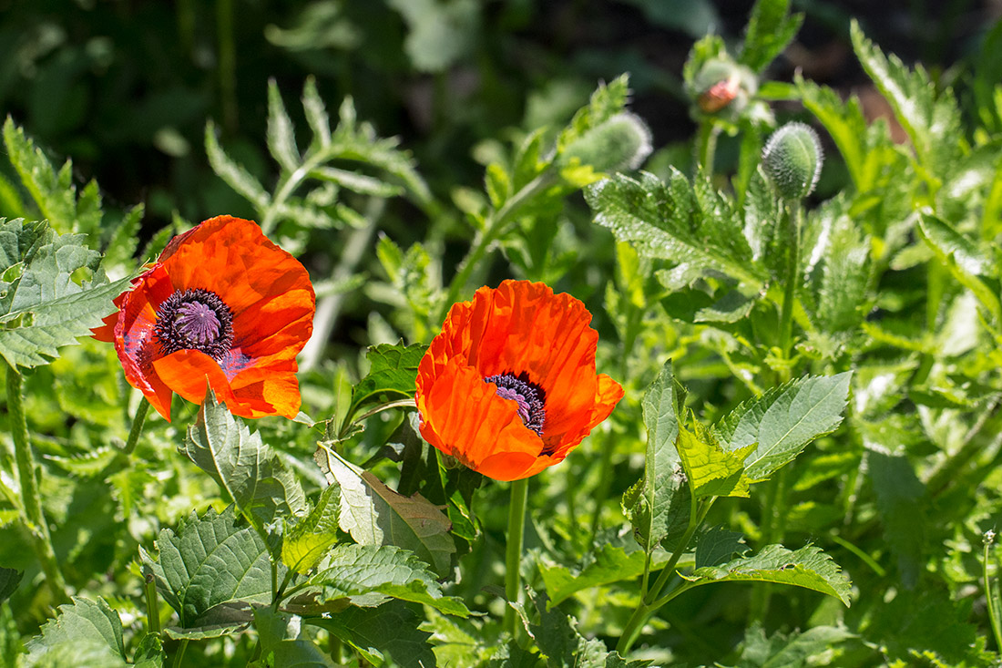 Makro pflanzen 05 14 110