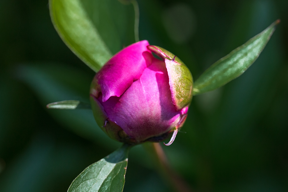 Makro pflanzen 05 14 42