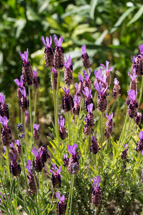 Makro pflanzen 05 14 53